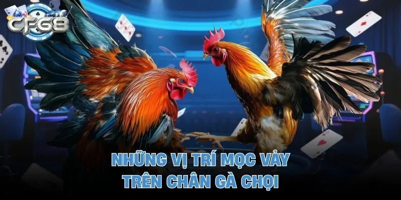 Những vị trí mọc vảy trên chân gà chọi
